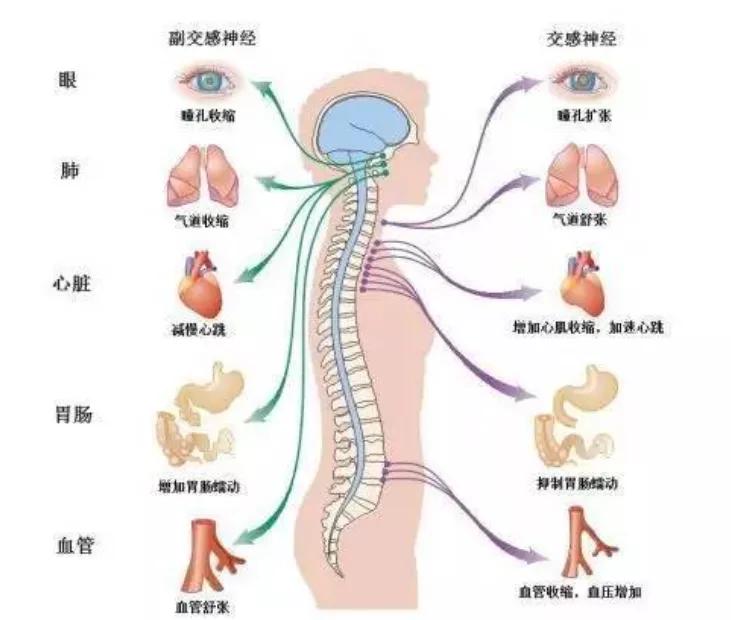 自主神经是怎么回事?