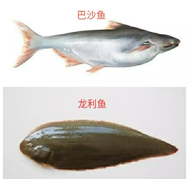 巴沙魚和龍利魚有什麼區別怎麼辨別