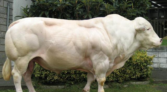 比利时兰牛 杂交图片