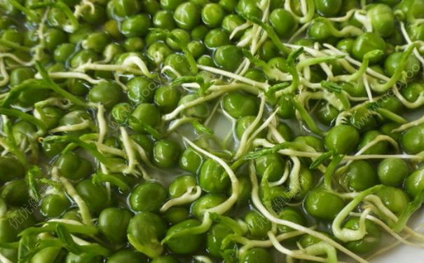 豌豆的营养价值很高,各类营养物质均包含其中,发芽后的豌豆,营养价值