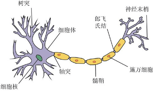 上下运动神经元图解图片