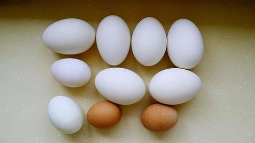 鸡蛋,鹅鸡蛋,鸭蛋,哪种营养价值更高?