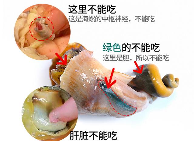 海螺能吃的部位示意图图片