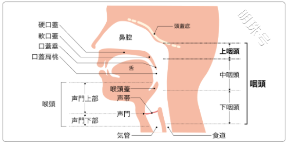 什麼是鼻咽癌以及檢查治療方法有哪些