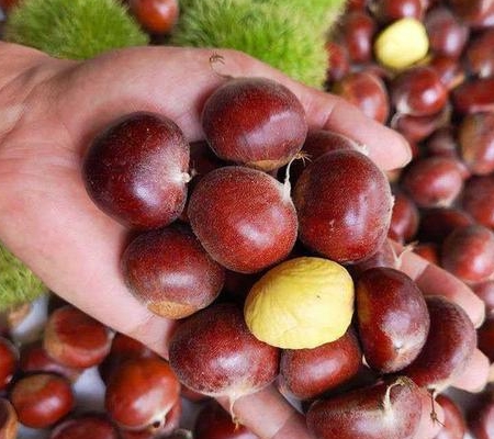 溧阳南山板栗学名叫珍珠栗,它素以壳薄,果粒大,色泽褐红光洁,味甘美