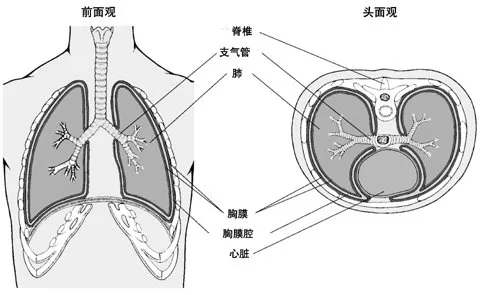 胸腔穿刺是如何产生的