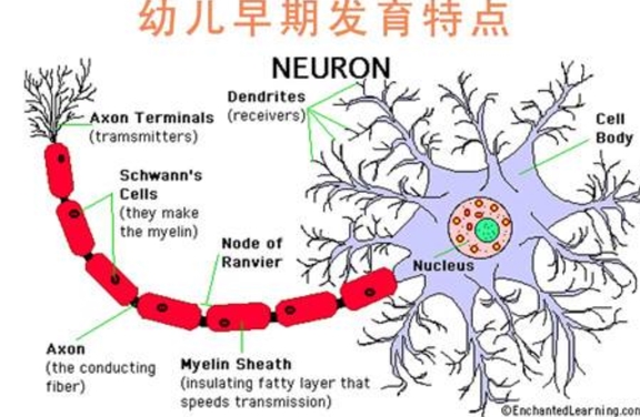 这是因为在大脑的发育过程中,形成连接的神经元会把其他神经元赶跑