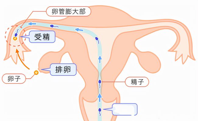 女人体内环境图片