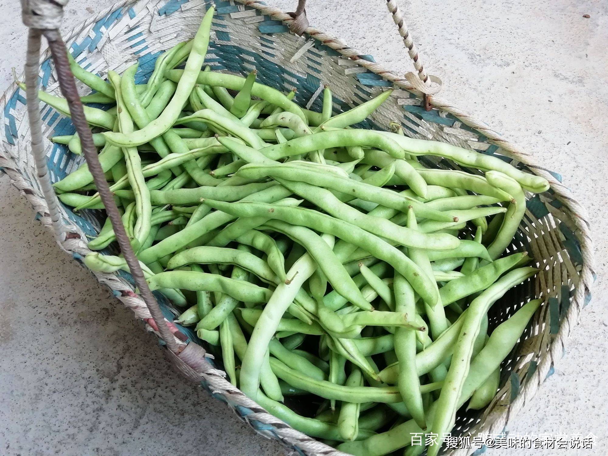 翠綠鮮甜四季豆 最佳常備蔬菜 (農業兒童網)