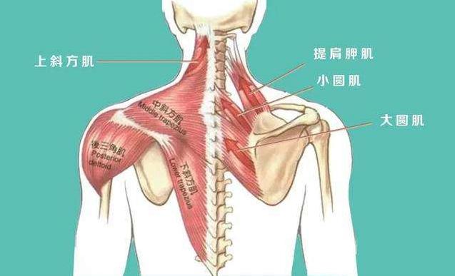 肩胛骨位置疼痛对照表图片