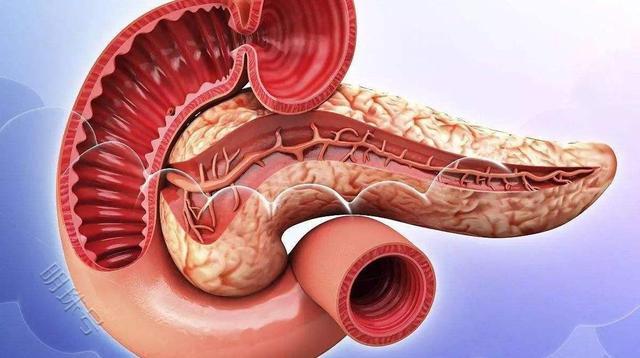 胰腺头位置图片图片