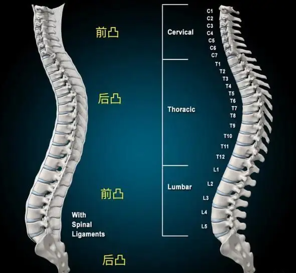 正常情况下,脊柱有四个生理弯曲,包括颈曲,胸曲,腰区和骶曲