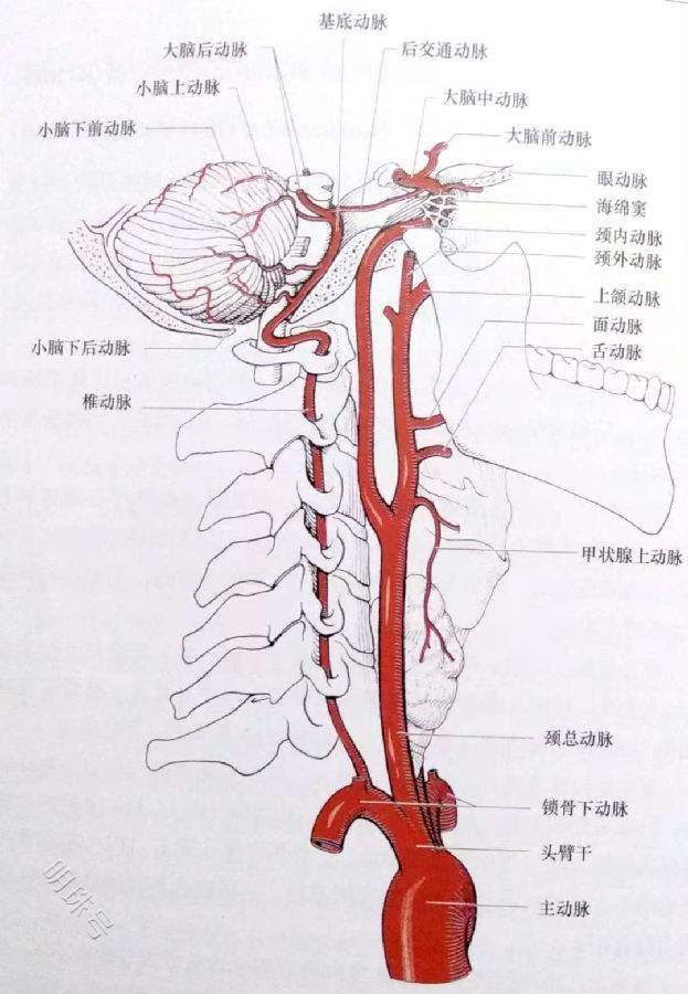 颈动脉做什么检查图片