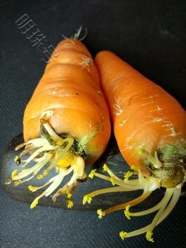 营养,还会产生大量细菌,所以发芽的胡萝卜不宜食