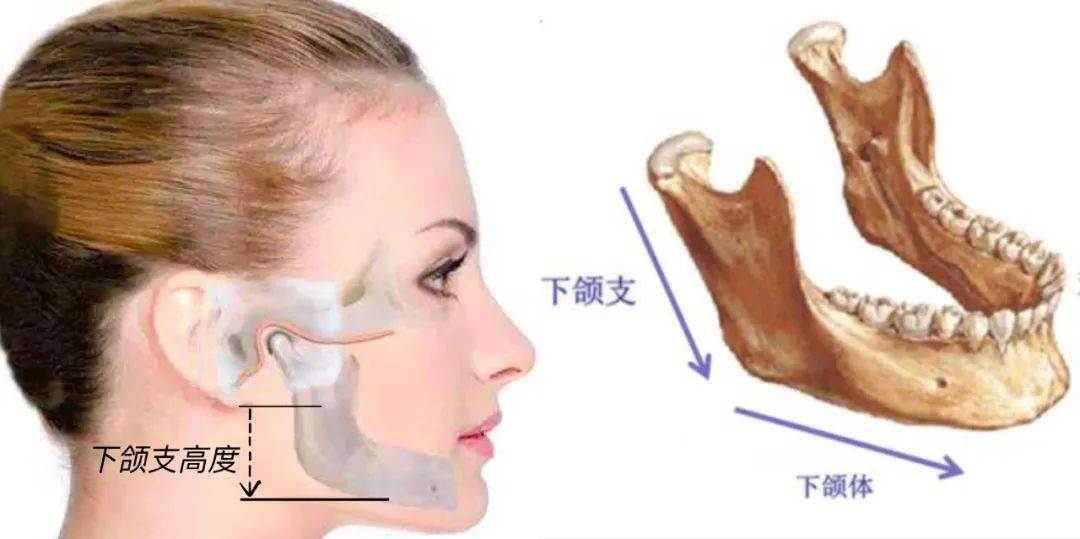 据说她是她的整容模板？这偷脸程度真比血缘还真吧？！