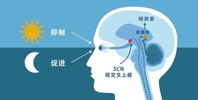 这些不起眼的光，正在让你变胖、变瞎，甚至是身体虚弱