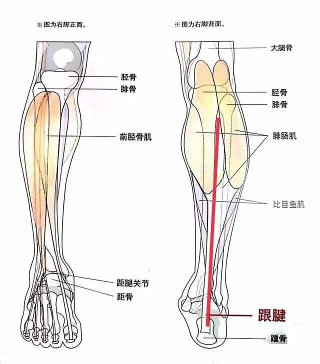 日本男人最喜欢的女星身材连续4年拿下榜首，网友：姐姐我可以