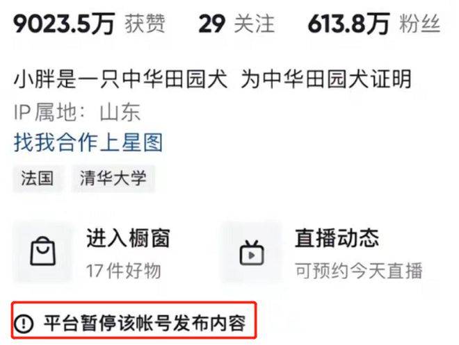 全网最委屈小狗疑似被主人扎针，网友：清者自清