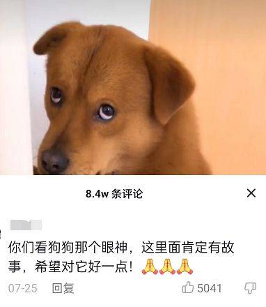 全网最委屈小狗疑似被主人扎针，网友：清者自清