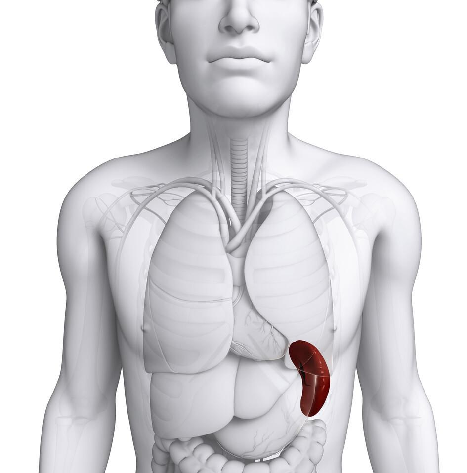 脾肿大的早期症状图片图片