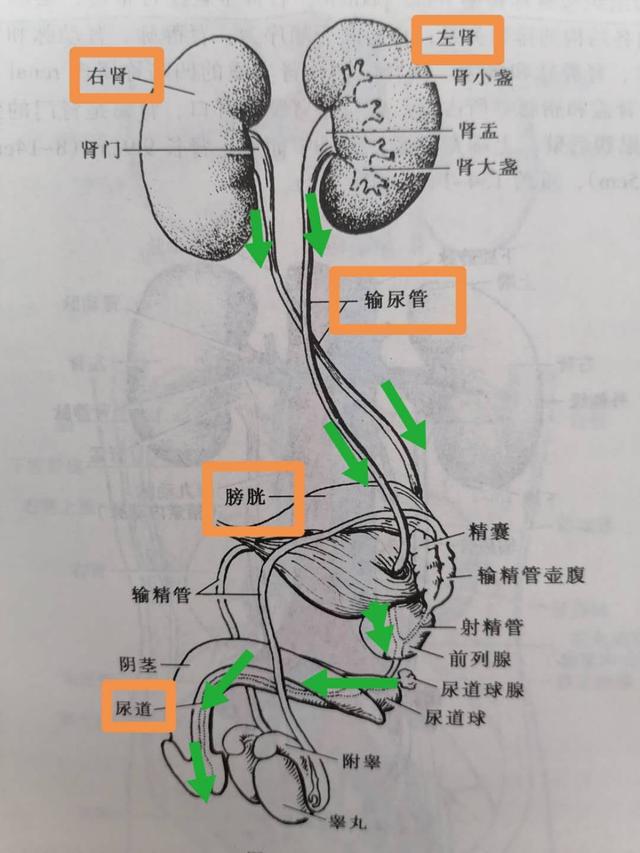 正常情况下