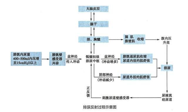 这种刺激会使排尿反射一再加强,直至膀胱内的尿液排完为止