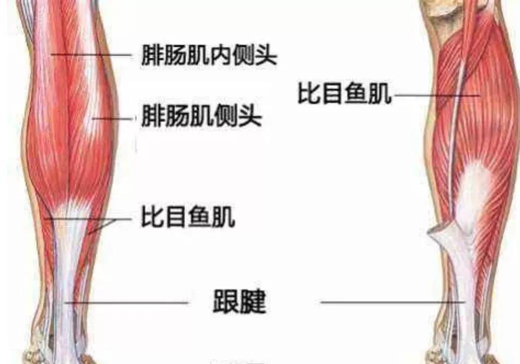 腓肠肌位置图图片