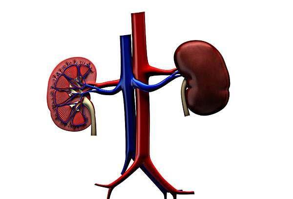 腎內科主任:沒有出現這6個症狀,說明你的腎臟還算健康!