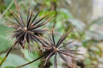 粘粘草的药用价值图片图片