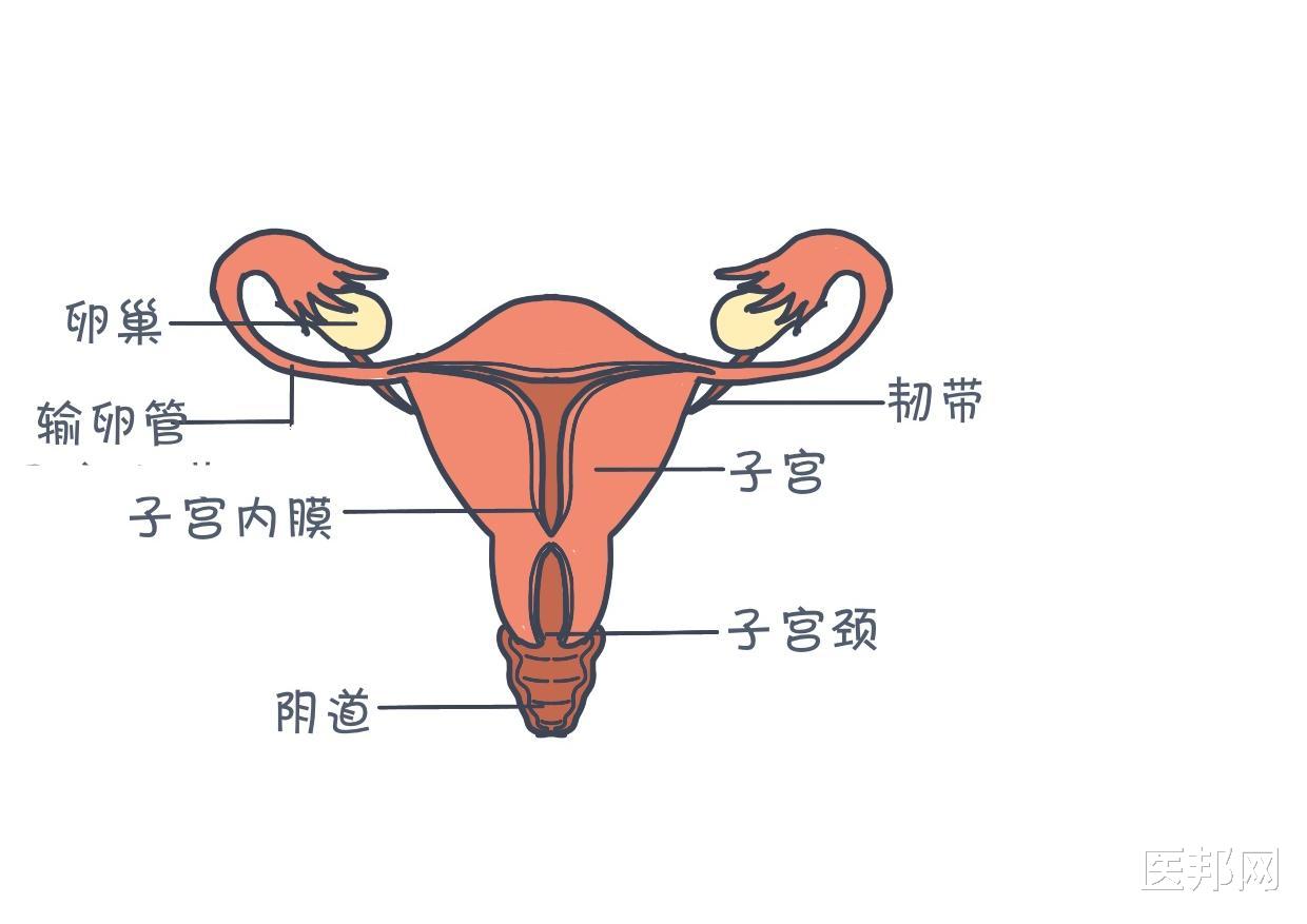 子宫在人体哪个位置图图片