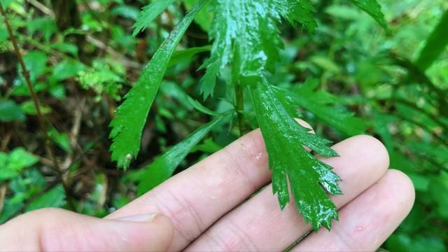 土柴胡图片和药用功效图片