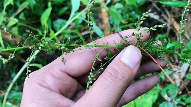 土柴胡图片和药用功效图片