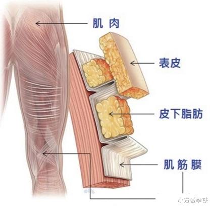 科普 健身爆火的筋膜抢 其中的筋膜是什么 它与肌肉有何关系 2 中国健康