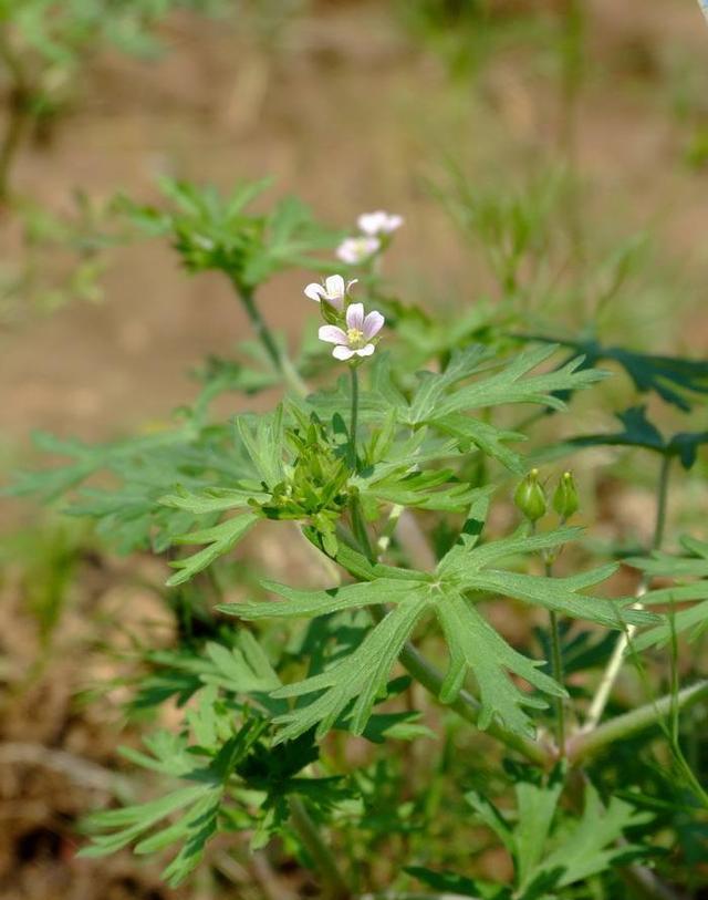 红叶老鹳草图片