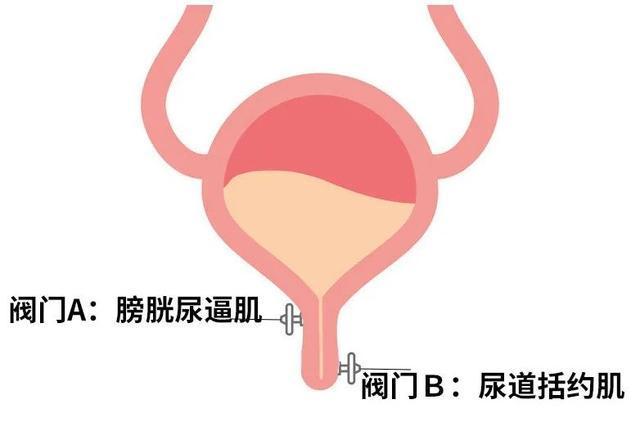 尿道球部女性图片