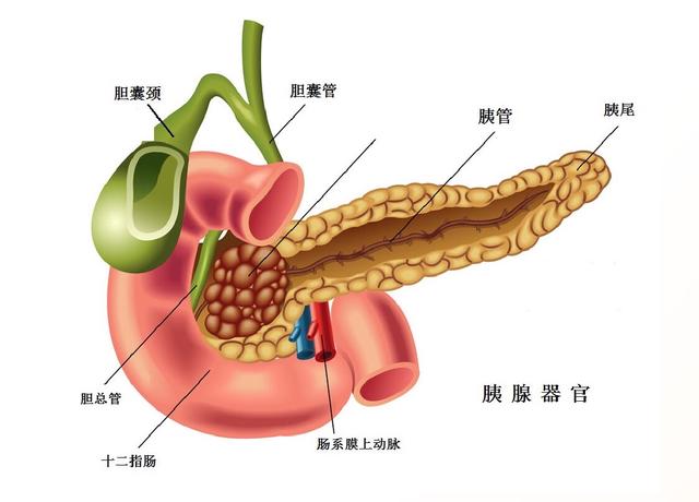 人體中對消化起重要作用的還有胰腺這些需瞭解