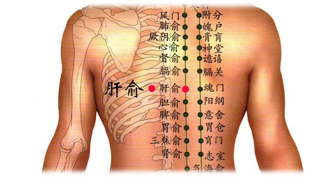 董氏肝门的准确位置图图片