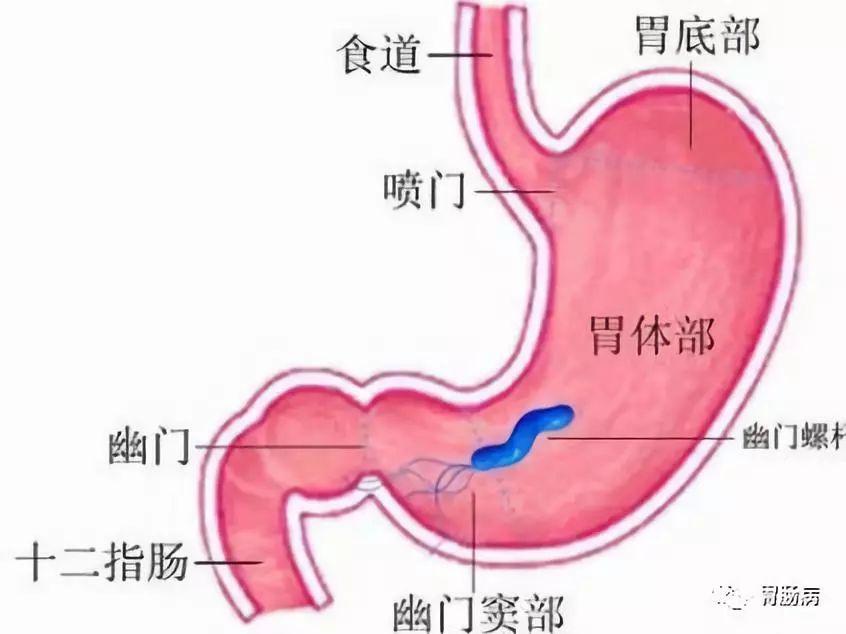 胃体图片各个部位图片