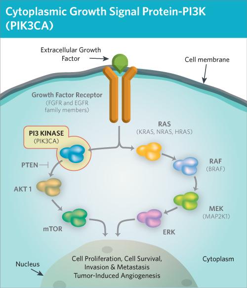 PIK3CA 突变疾病模型精选_东方养生频道_东方养生