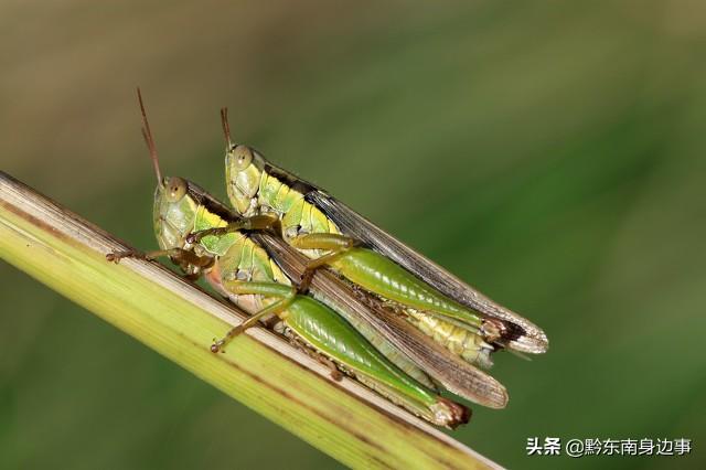 蚂蚱,学名蝗虫,对农作物危害极大