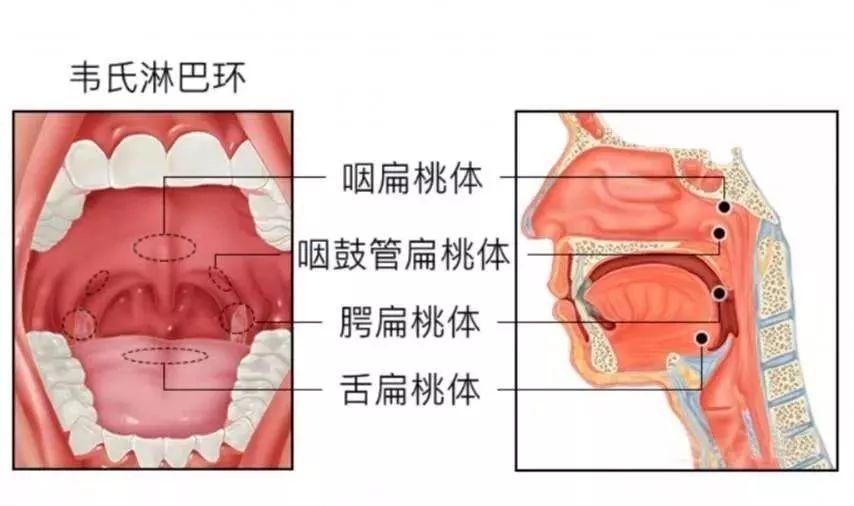 扁桃体的位置图 淋巴图片