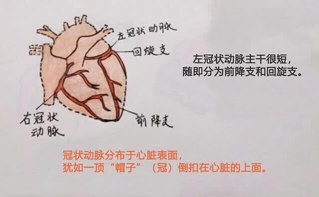 前降支分支图片