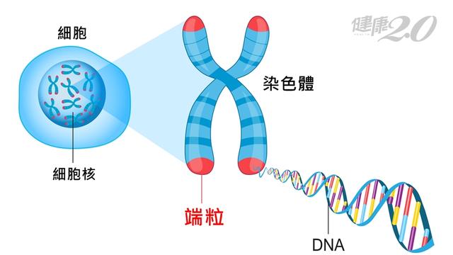 储存在一段一段的dna里,也就是基因,而基因又位于细胞核的染色体上