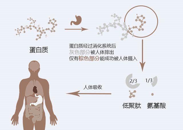 肝硬化腹水形成相關的理論有很多,如外周動脈擴張理論,充盈不足理論