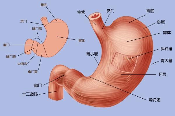 胃解剖图位置图图片