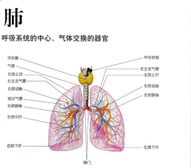 人肺的结构图片大全图片
