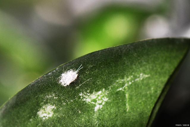 植物白色虫子黏糊糊的图片