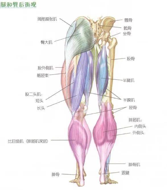 1 腓肠肌腓肠肌俗称小腿肚子,以两个头分别起自股骨的内,外上髁2