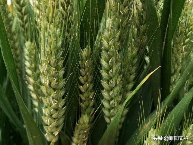 要想小麥不減產,推薦種植這幾個品種,高抗小麥條鏽病穩產又高產