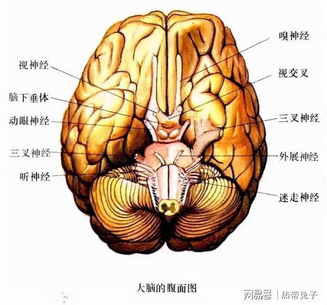 腦外科手術的可怕歷史